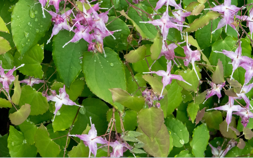 Horny Goat Weed plant