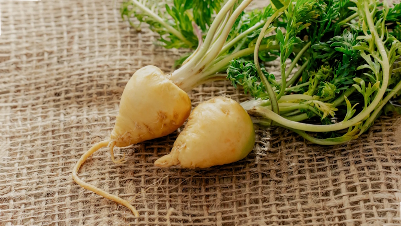 Fresh Maca root on countertop