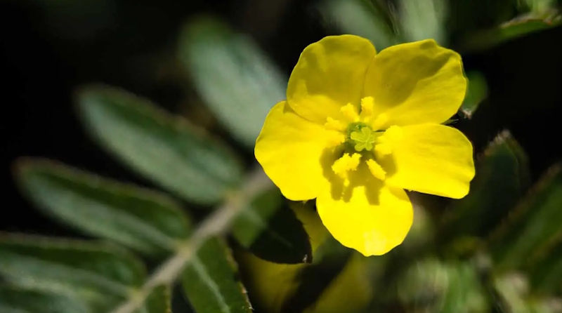 Tribulus Terrestris plant with yellow flower